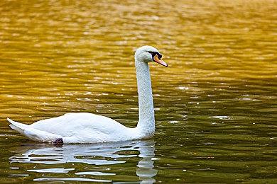 《碧海黑帆》育碧商城开启预购 标准版298元